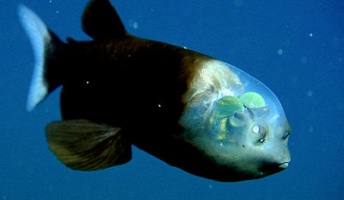 ひたすらに深海魚の画像を貼る