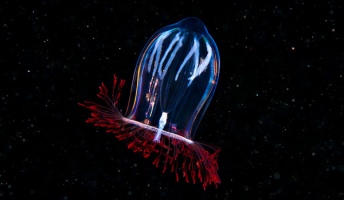 海を漂う神秘の生物 神秘的で繊細なる海洋生物たちの画像