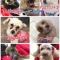 里親募集中メンバー【保護犬カフェ寺田町】