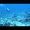 バリ島のダイビング４
