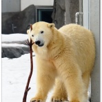 北の暮らし　～札幌・宮の森から～
