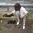田代島に獣医さん！