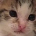 小さな子ネコがちょこんと座っていた。お前ばっかずるい！ → 子猫はこうなる…