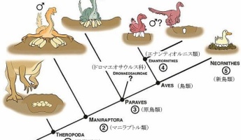 恐竜が鳥類へと進化する過程で分かってきたこと