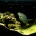 �Ȥ���ޥ��������μ���ʥĥ��ۥ���,Speckled blue grouper��