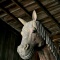 未来を見つめる馬