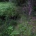 葉山ホタルの会 「ホタル観察路の整備作業実施(下山川流域)」