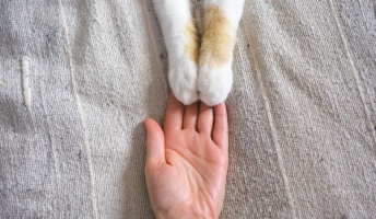 続々と寄せられる"動物の恩返しエピソード"が可愛らしい