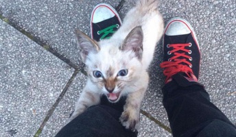足に絡みついて「私を飼って!」と懇願する捨て猫がカワイイと話題に!