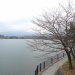 例年、河口湖では桜の見頃はいつですか?