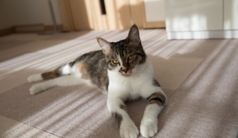【猫画像】子猫拾って210日目。愛娘と初の年末年始を過ごしたのでスレを建てる