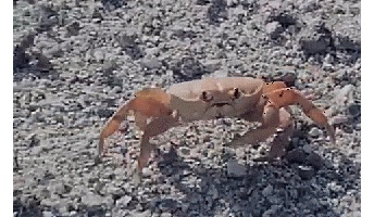 【衝撃】カニ「手が一本足りんな…あっ!ラッキー落ちてるわ!」
