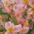 世羅高原のお花