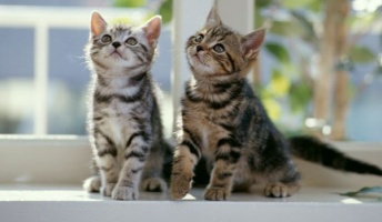 【画像】猫が社会現象になるほど人々から愛される理由
