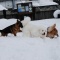 ドックラン新雪だぁ~♪