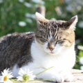 小さなミュウのお花畑