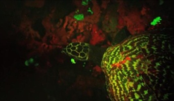 【貴重】蛍光色放つ発光ウミガメ、南太平洋で発見 初めて爬虫類の蛍光発光確認【動画あり】