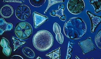 生物の最終目標ってなんなの?