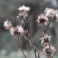 hazy shade of winter