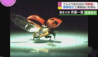 【昆虫】てんとう虫のはね 折り畳みの様子を解明