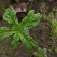 庭の花 「5月」