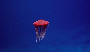 まるでUFOのような真っ赤なクラゲを発見!カリフォルニア海岸沖、約1,260mの深海で撮影に成功