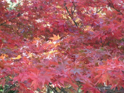 2011阿夫利神社紅葉(2)