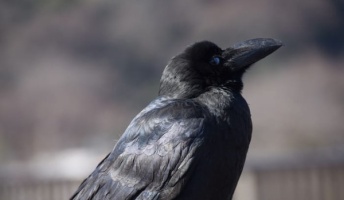 驚異的なカラスの頭脳 記憶を頼りに道具を作成して獲物を捕獲