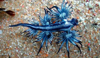 アオミノウミウシとかいう海の守護神