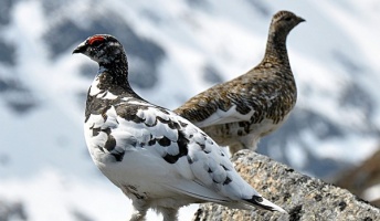 『雷鳥』って鳥を知ってる?飛ぶのが苦手らしいがけっこう可愛い(画像あり)