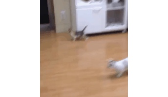 子猫2匹の里親になったおっさんが超絶幸せそう