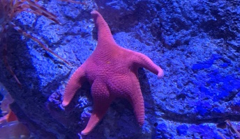 【画像】絶妙に人間の後ろ姿みたいな"ヒトデ"と"木"の写真