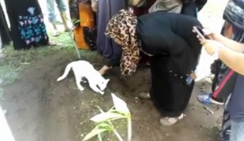 飼い主の葬儀にやって来た猫、墓を掘り起こそうと試みる(動画あり)