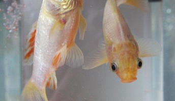 【画像】40年以上生きている化物金魚が話題に