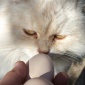���Ѥ�̵�������Ƥ���ޤ�����m(_ _)m