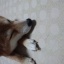ぬくぬくハナ