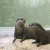 アクア・トトぎふ　上からコツメ