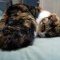 猫飼ってて苦労すること