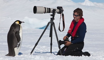 ペンギン「なんか撮影してるンゴwwwwww」