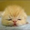 猫飼ってて苦労すること