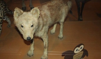 【画像】あの絶滅したニホンオオカミ、とんでもない姿だったwwwwwww