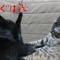 サクvs銀