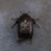 はなむぐり