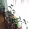 最近の我が家の植物事情。