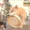 一 番 か わ い い 犬 は 柴 犬