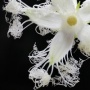 烏瓜の花
