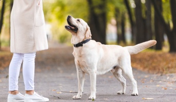 毎朝犬を散歩してる女の子がかわいい 好きだ
