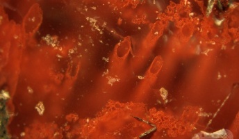 【地球で最初の生命か】地球最古の化石発見、約40億年前の生命の痕跡