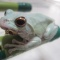 乾燥赤虫を食べてみたい