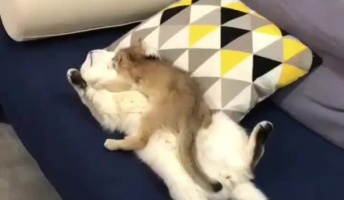 【朗報】ネッコ安眠する(画像あり)
